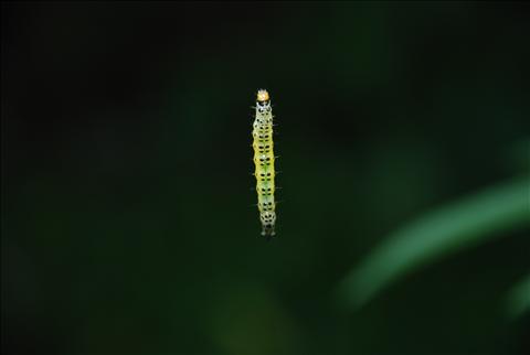 Caterpillar on spider web